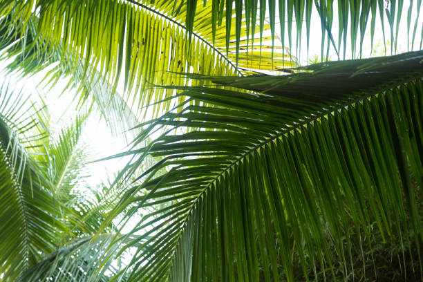 istock palm leaves in the park 1157910977