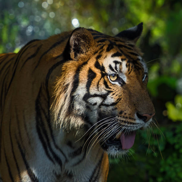 istock Portrait of tiger. 1157912398