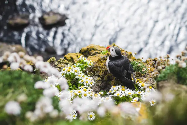 Photo of Portrait of Atlantic puffin in natural habitat, Fratercula arctica. One bird sitting on cliff with blooming chamomiles in Latrabjarg, Iceland.