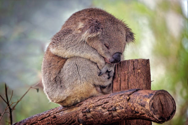 Koala (Phascolarctos cinereus) Sleeping Australian native Koala close up plush bear stock pictures, royalty-free photos & images