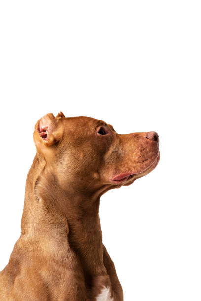 istock Adorable red dog sits at white background 1157915439