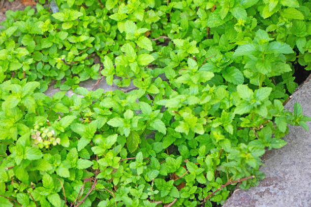 istock Mint leaves  growing in house backyard ground 1157915456