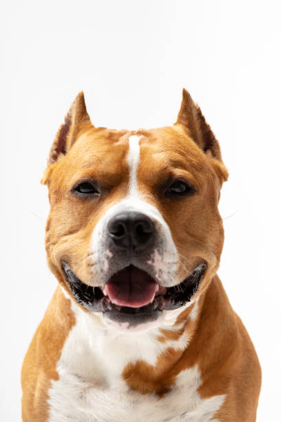 istock Adorable red dog sits at white background 1157915511