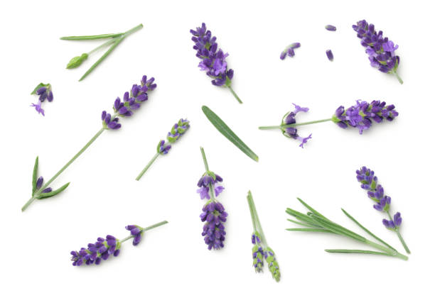 fiori di lavanda isolati su sfondo bianco - flower nobody europe lavender coloured foto e immagini stock