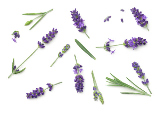 istock Lavender Flowers Isolated On White Background 1157915726