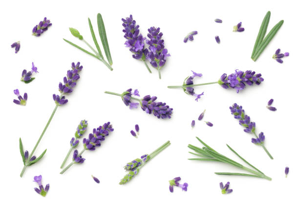 흰색 배경에 고립 된 라벤더 꽃 - lavender coloured 뉴스 사진 이미지