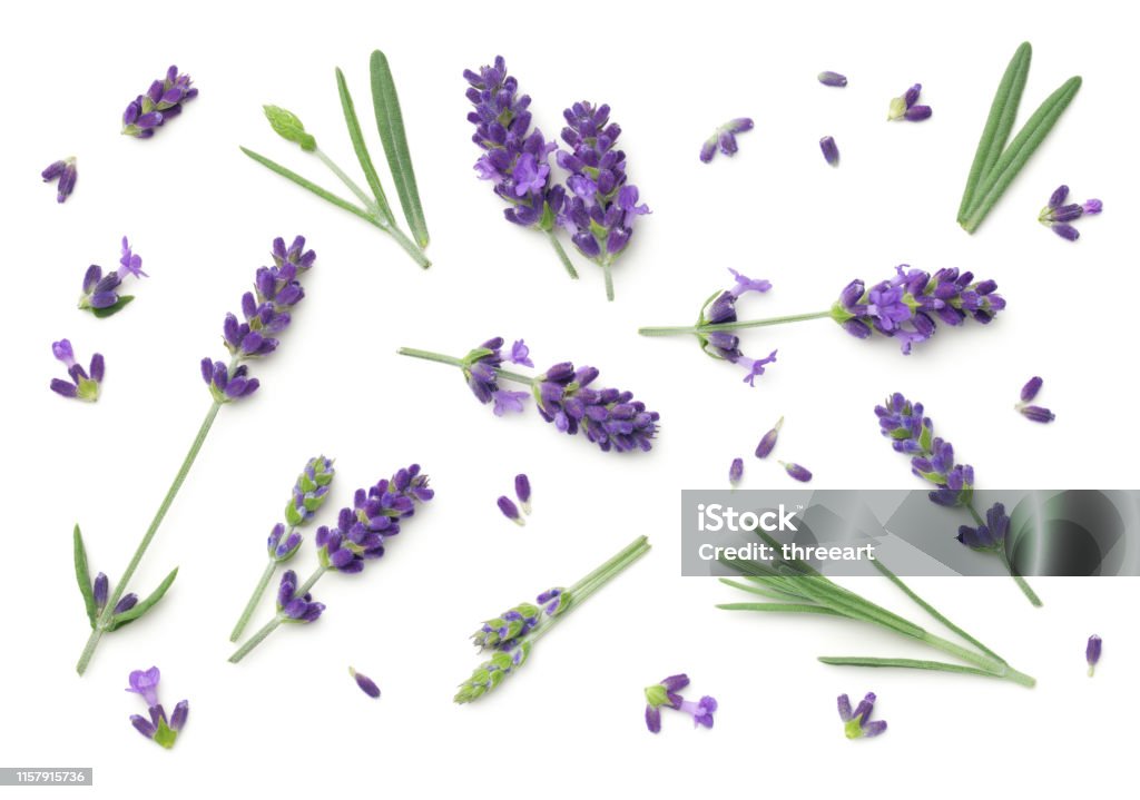 Lavender Flowers Isolated On White Background Lavender flowers isolated on white background. Top view, flat lay Lavender - Plant Stock Photo