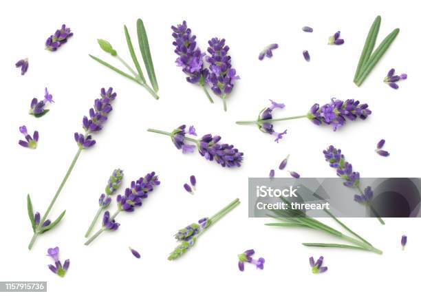 Lavender Flowers Isolated On White Background Stock Photo - Download Image Now - Lavender - Plant, Lavender Color, Flower