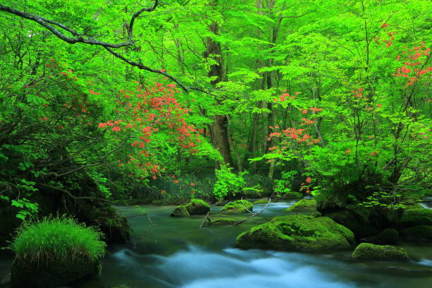istock Aomori fresh green Oirase mountain stream 1157916046