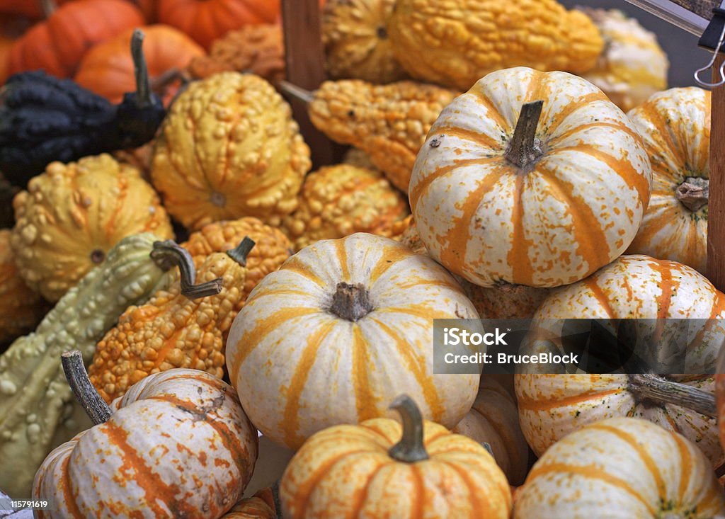 Mini pumkins et de courge - Photo de Automne libre de droits