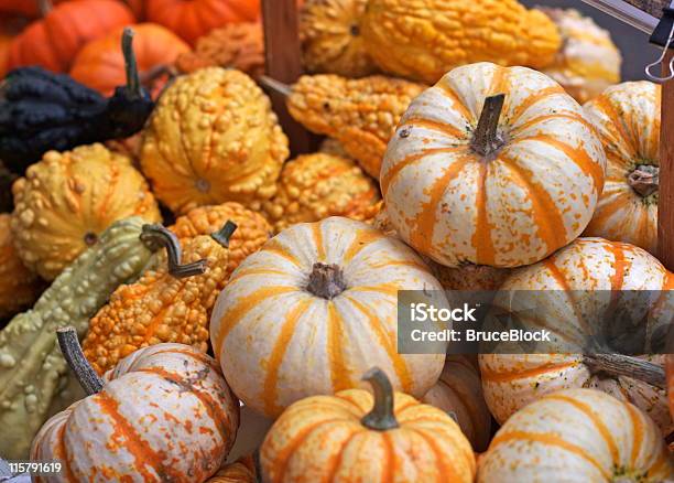 Photo libre de droit de Mini Pumkins Et De Courge banque d'images et plus d'images libres de droit de Automne - Automne, Blanc, Citrouille