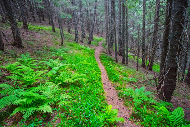 istock small road through mountain forest, touristic way on the mount slope 1157917112