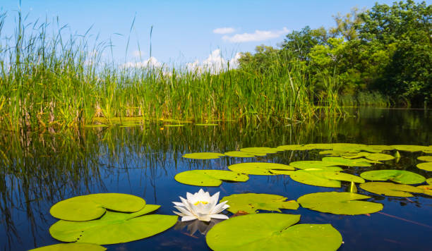 istock summer river with white water lily, natural background 1157917126