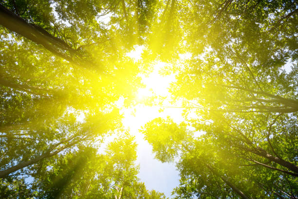 istock sparkle sun push through the high trees in a forest 1157917168