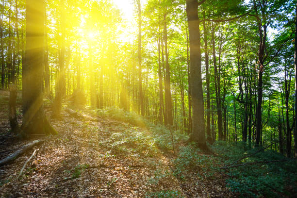 istock green summer forest in the rays of sun 1157917180