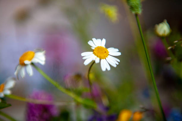 istock vase with wildflowers in the kitchen 1157917205