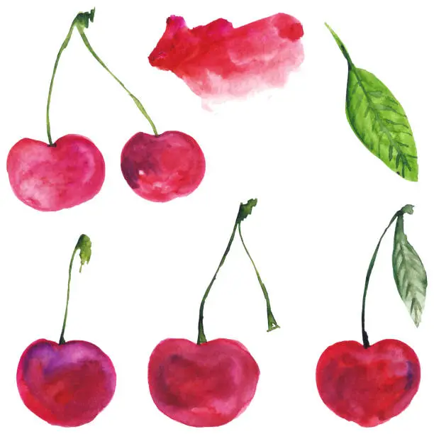 Vector illustration of Set cherry. Watercolor illustration. Food. Isolated. Natural, organic. Fruit, berry. Burgundy, red, pink, green.