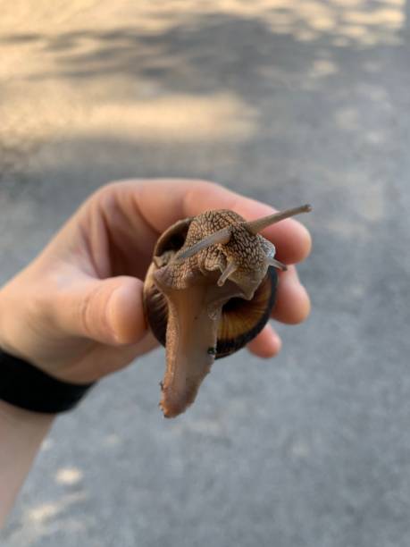 istock Snail, Phylum of molluscs, snail in the hand 1157917673