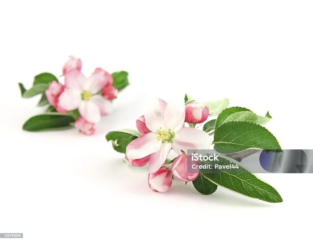 pink apple flowers Apple flowers on the white, focus on the foreground, shallow DOF Apple Tree Stock Photo