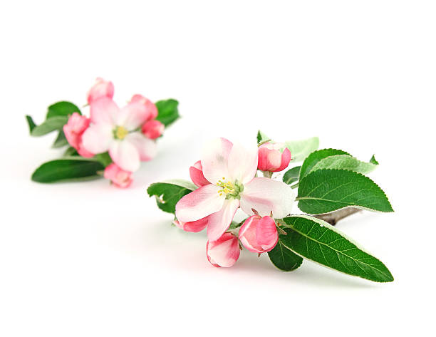 pink apple flowers stock photo