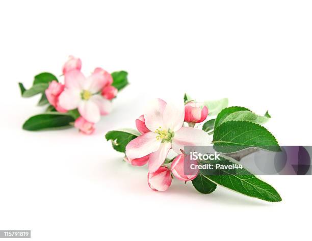 Pink Apple Flowers Stock Photo - Download Image Now - Apple Tree, Blossom, Close-up