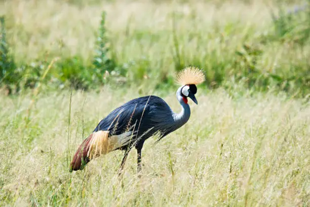 Black crowned crane in grass. Springtime day in Africa. Horizontal shot