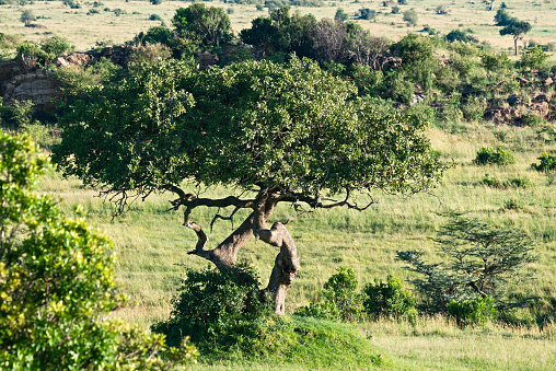 Acacia tree. Sunny day in Africa. Horizontal shot