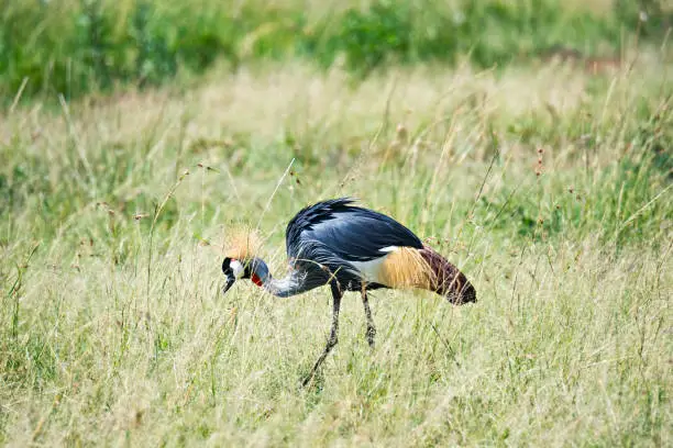 Black crowned crane seeking insects. Springtime day in Africa. Horizontal shot