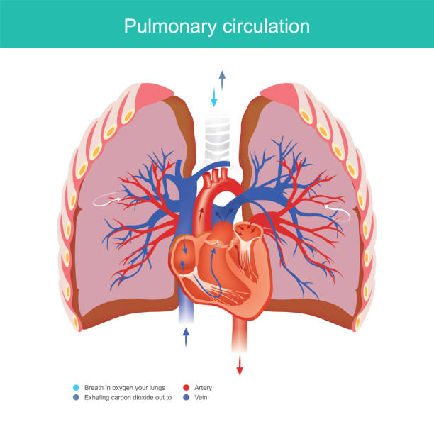 Pulmonary circulation. vector art illustration