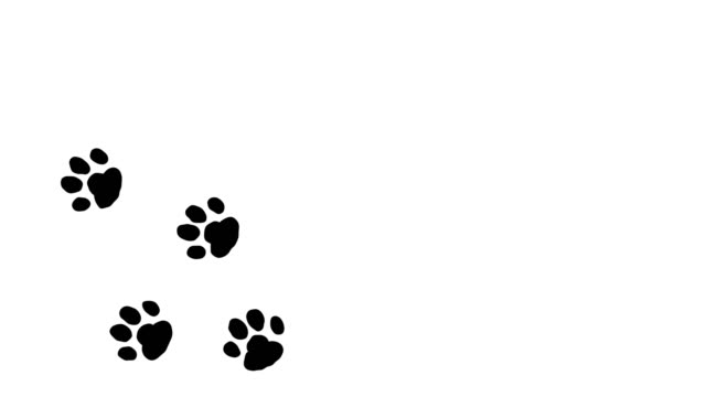 Paw Print Stock Videos and Royalty-Free Footage - iStock