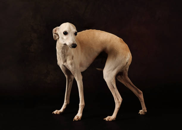 istock Italian Greyhound dog standing on a black background 1157921174