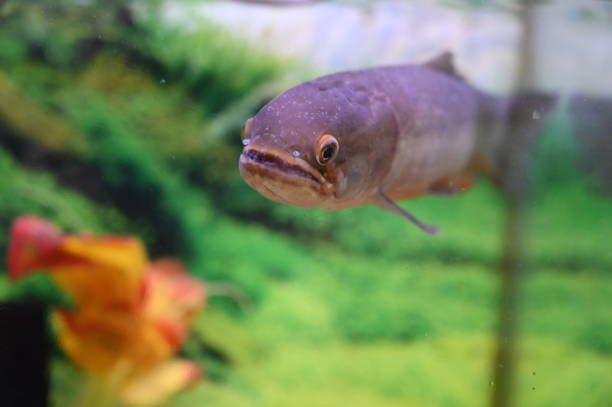 Large Wolf Fish in Aquarium