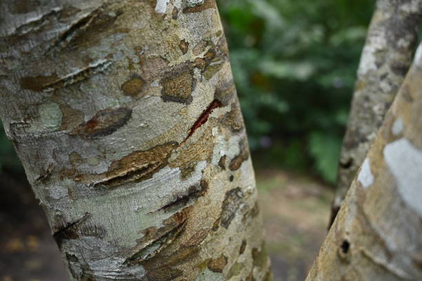 istock Bleeding tree - herbal medication in Colombian Amazon region 1157921998