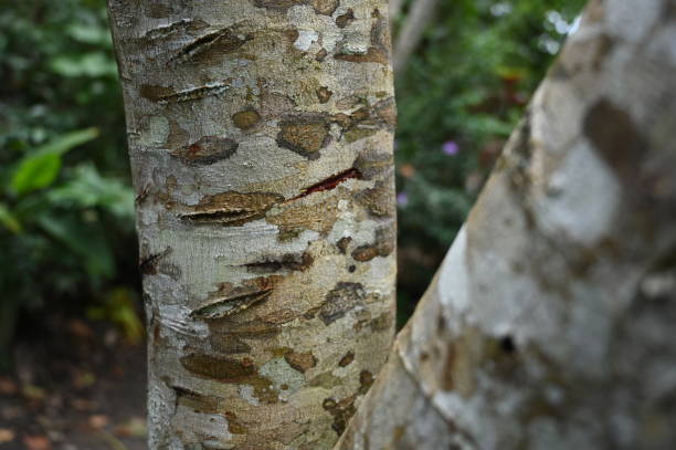 istock Bleeding tree - herbal medication in Colombian Amazon region 1157922049