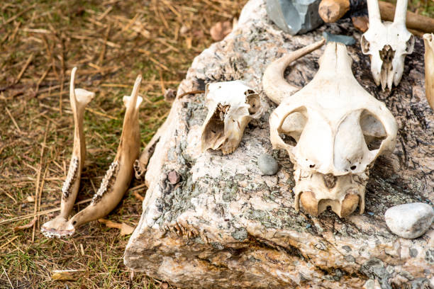 istock Ancient skulls and prehistoric instruments on the hay 1157922376