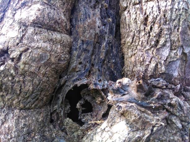 istock Natural old tree skin texture using as background or wallpaper 1157922562