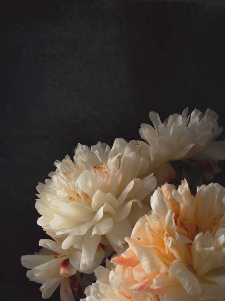 istock White and pink peonies frame on dark background 1157923816