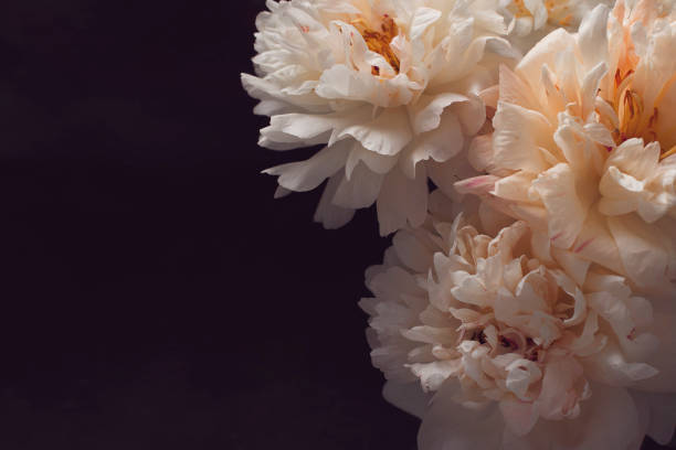 istock White and pink peonies frame on dark background 1157923817