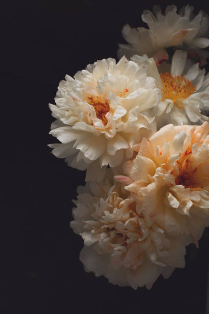istock White and pink peonies frame on dark background 1157923825