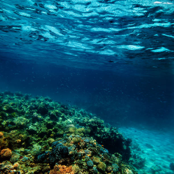 istock Underwater coral reef on the red sea 1157924349