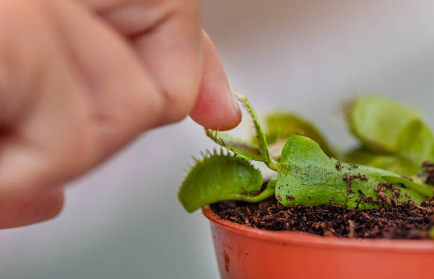 child hand touching Venus flytrap carnivorous plant carnivorous stock pictures, royalty-free photos & images
