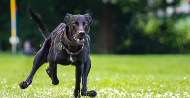 istock dog race running portrait with green gras copy space 1157924493
