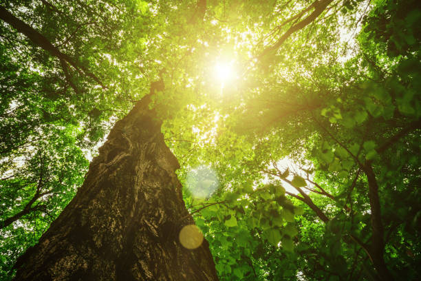 istock spring forest trees. nature wood sunlight backgrounds. 1157925451