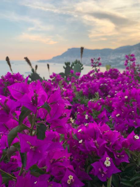 istock Panoramic view of montecarlo sea 1157926782