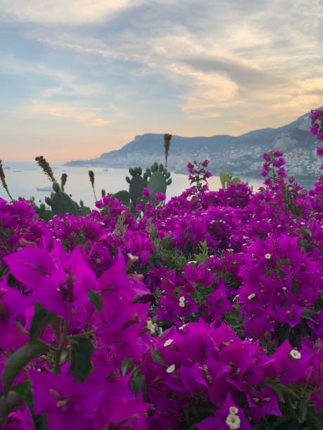 istock Panoramic view of montecarlo sea 1157926786