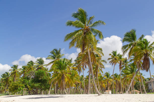 istock White sandy beach on a tropical island. Tall palm trees on the white sand beach. 1157928191