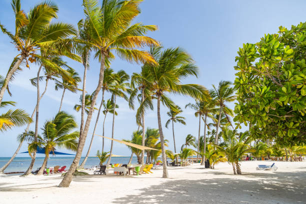 istock Tall palm trees on the white sand beach. Tall palms on the beach. Palms and seashore. 1157928210
