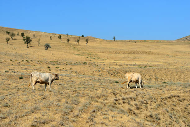 istock Cows grazing on the mountainside, Georgian landscape 1157929471