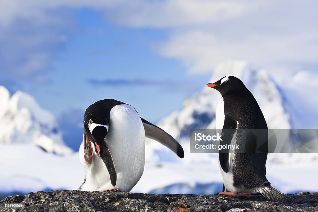 penguins sobre uma rocha - Royalty-free Animal Foto de stock