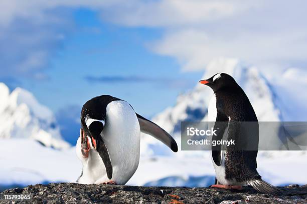 Penguins Sobre Uma Rocha - Fotografias de stock e mais imagens de Animal - Animal, Horizontal, Amizade